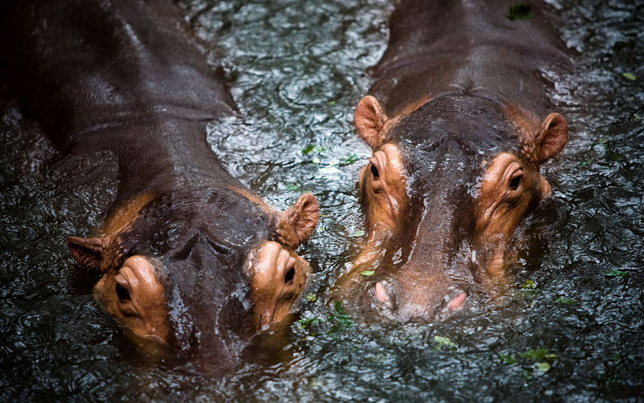 Бегемоты в воде
