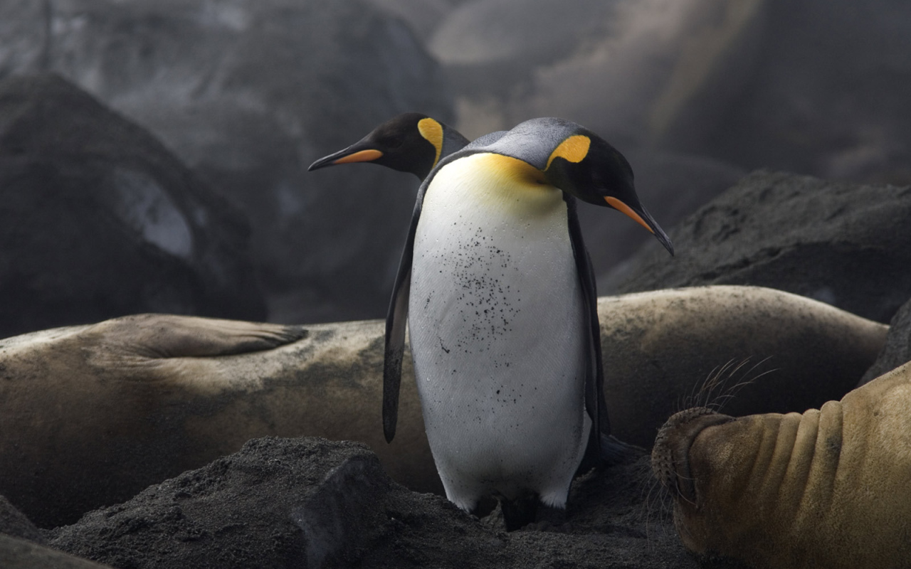 Два пингвина и морж