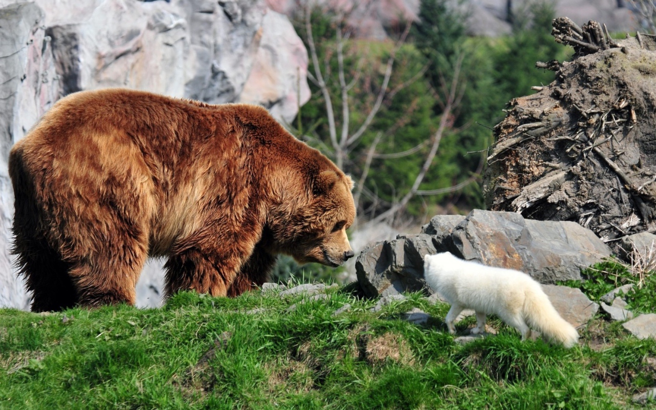 Белая лиса и медведь