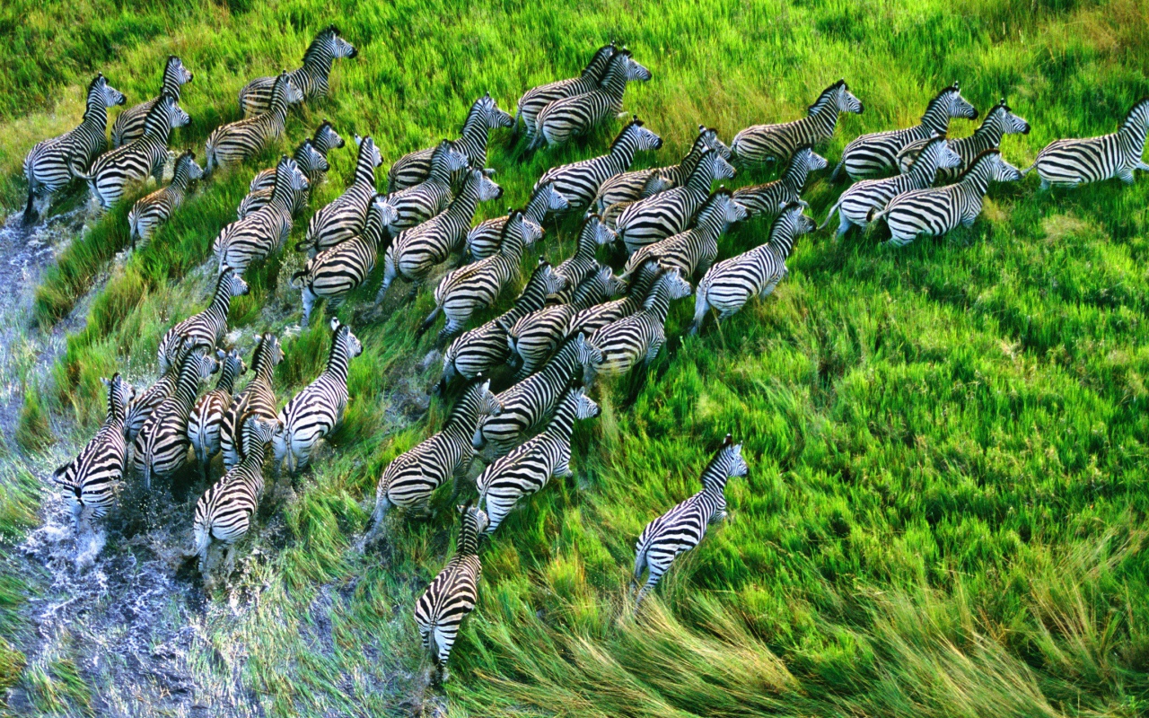 Стадо зебр бежит по траве