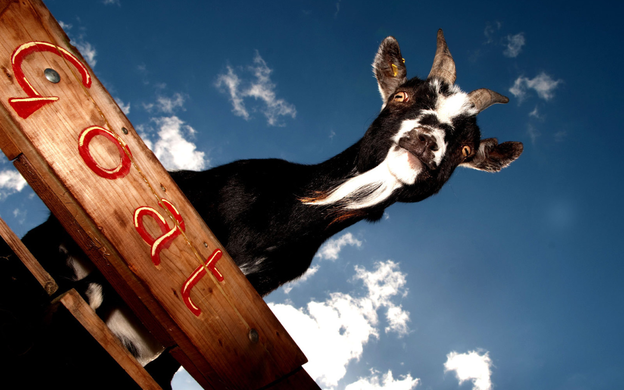 Черный козел