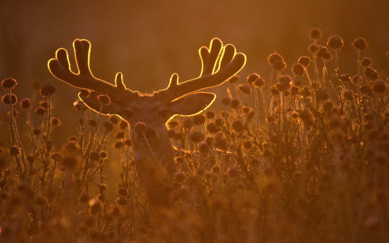 Олень в лучах заката