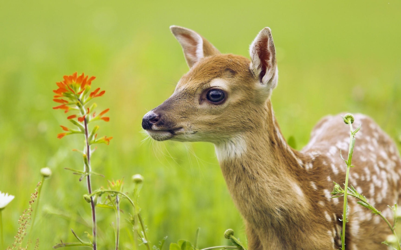 Олененок у цветка
