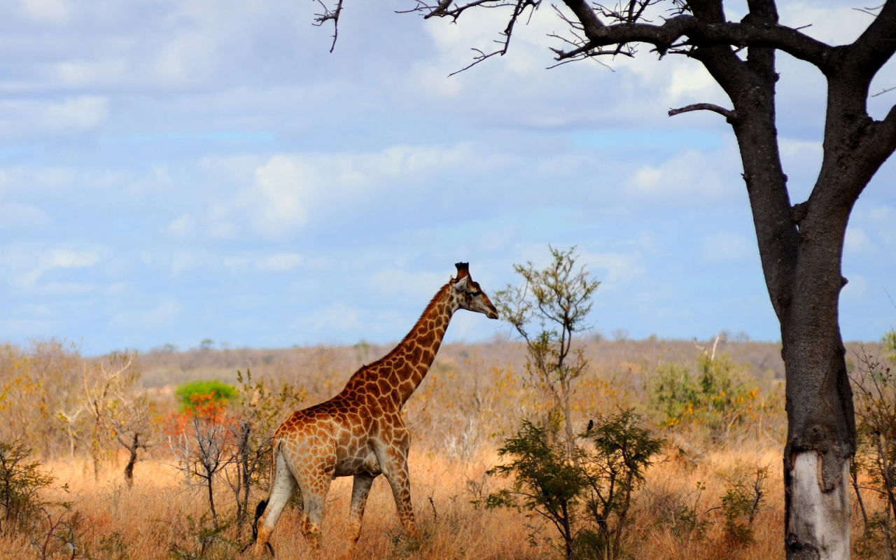 Жираф в Африке
