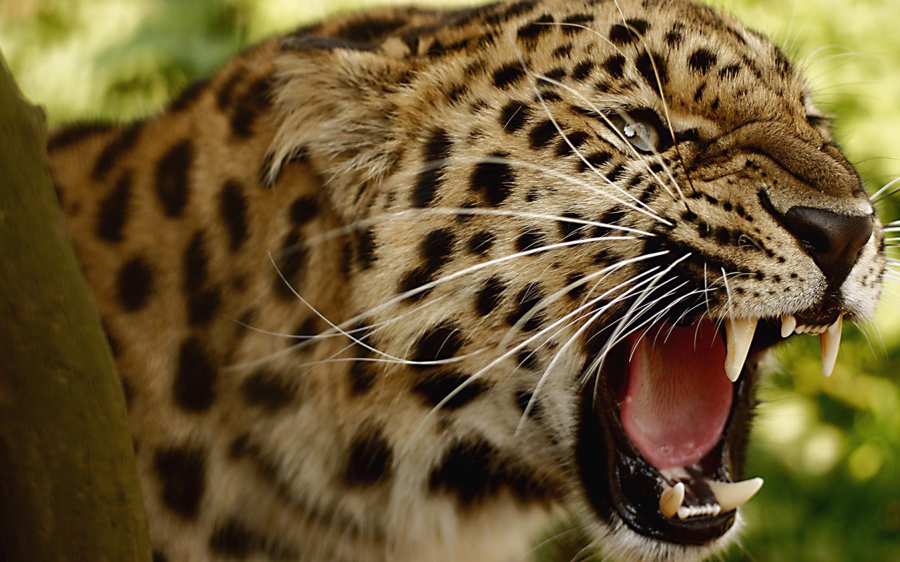 Злой амурский леопард