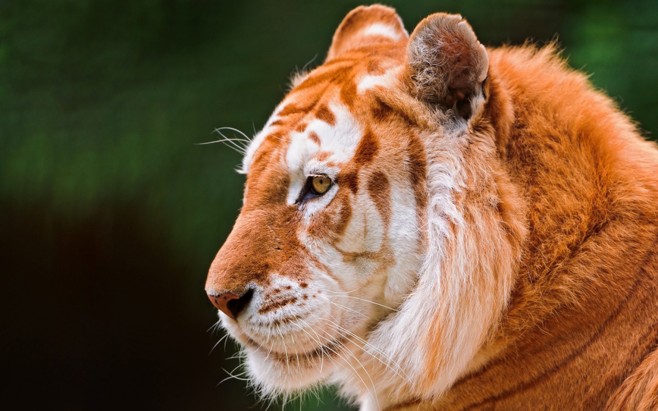 Красивый золотой тигр