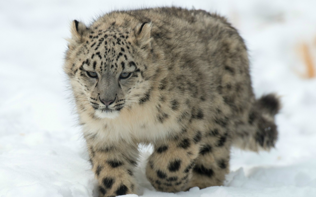 Барс идет по снегу