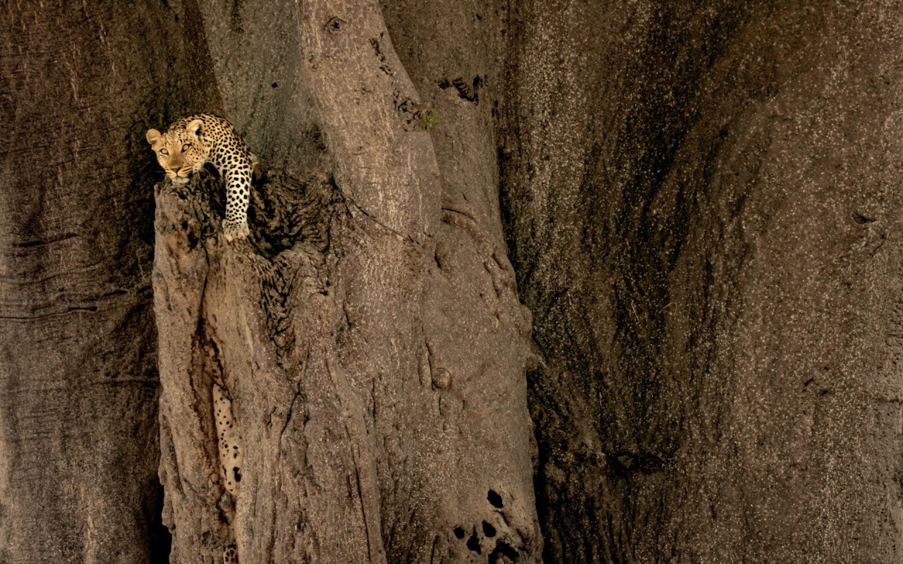 Леопард на неприступной скале