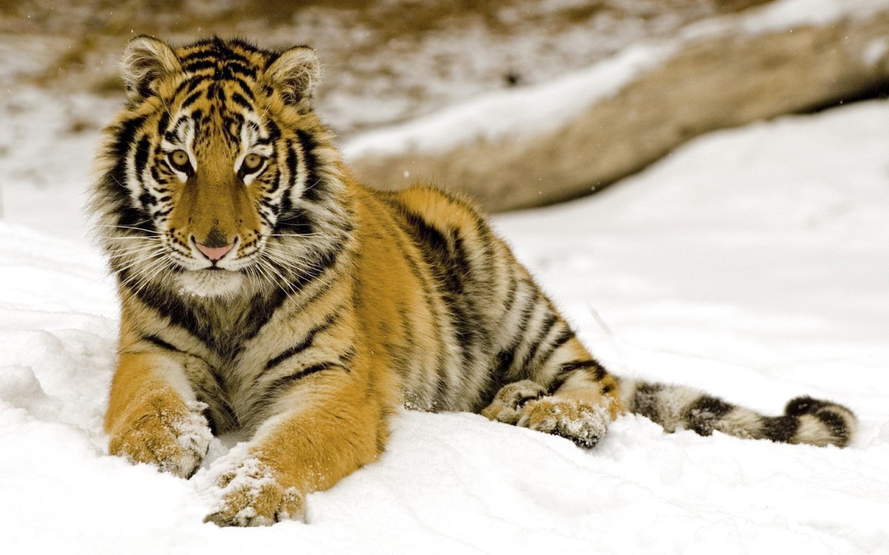 Маленький тигренок на снегу
