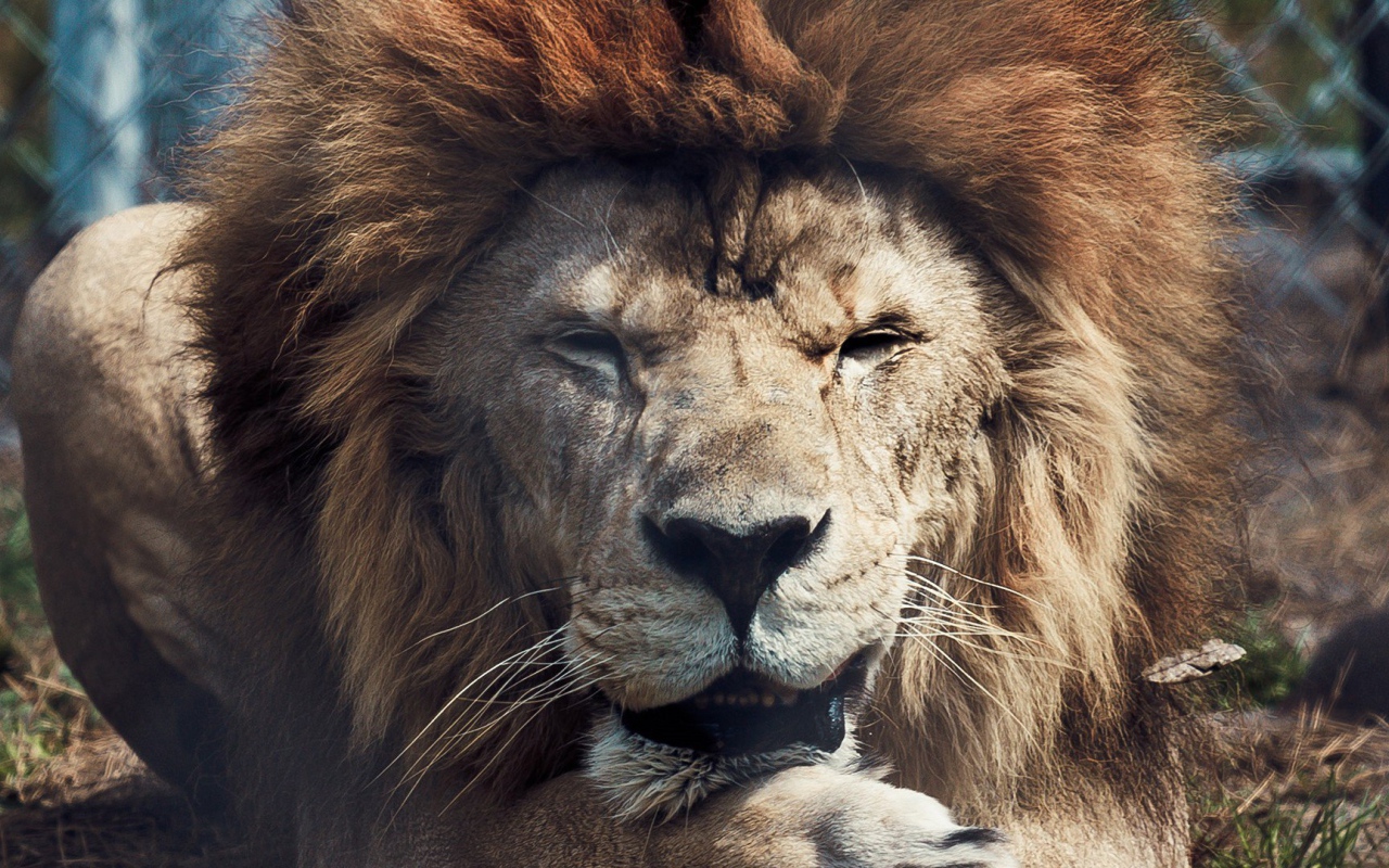 Старый лев в зоопарке