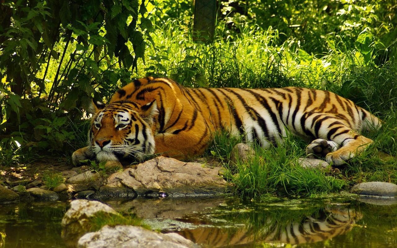 Умиротворенный тигр у воды