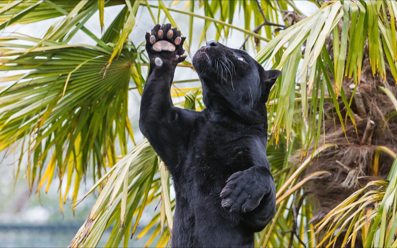 Пантера стоит на задних лапах под пальмой
