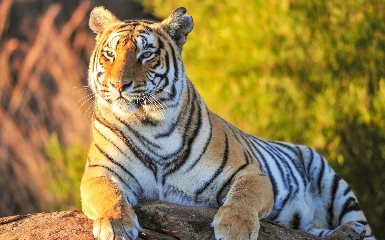 Гордый тигр лежит на камне на фоне зелени