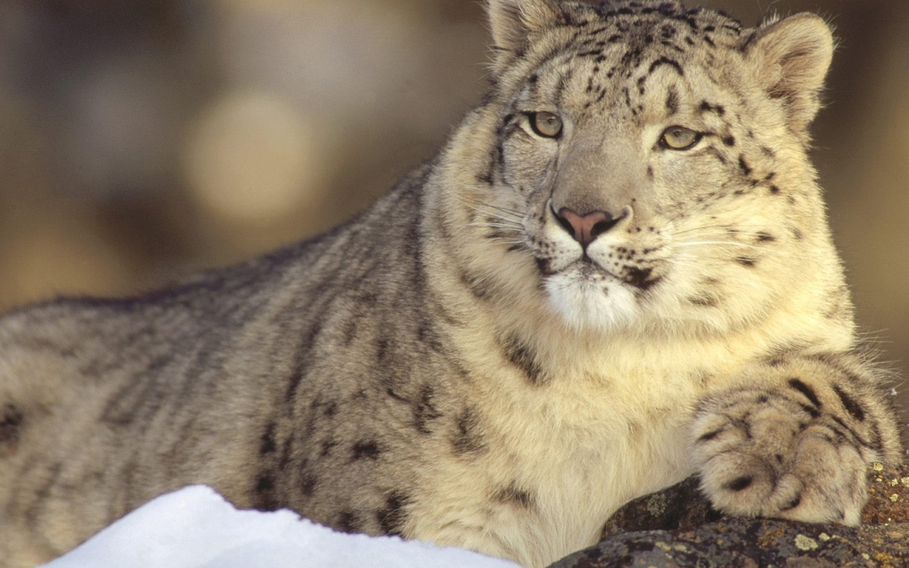 Гордый снежный барс