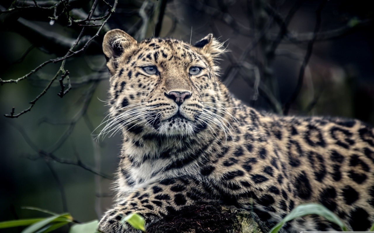Грустный пятнистый леопард