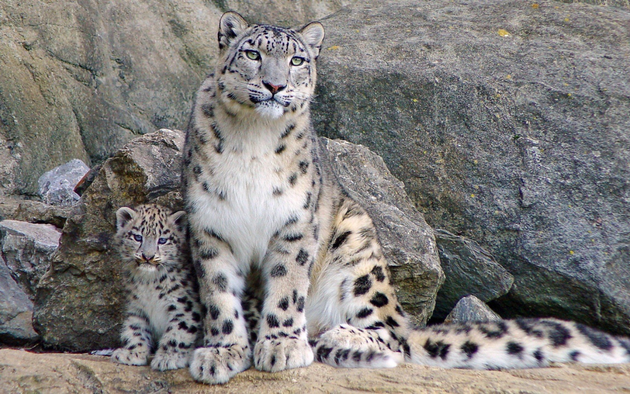 Снежный барс с котенком