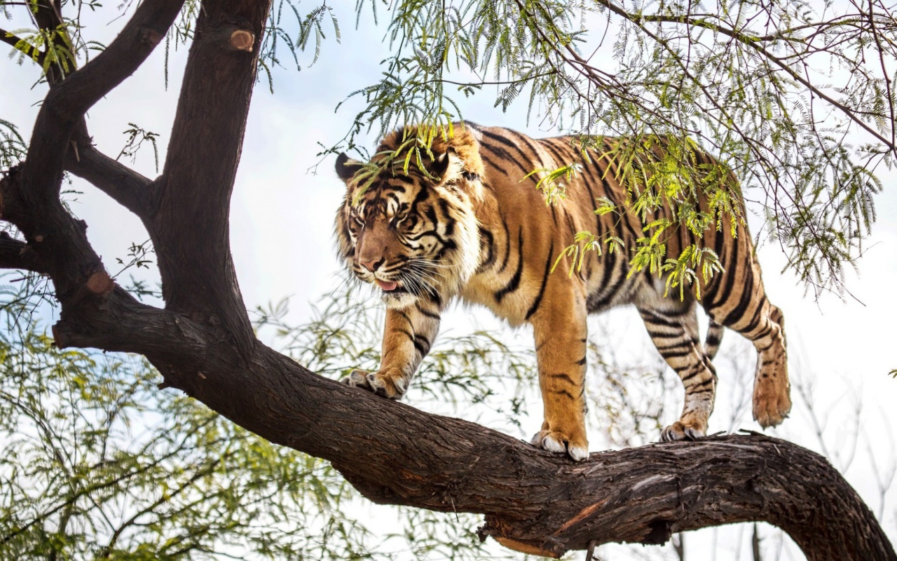 Тигр идет по стволу дерева