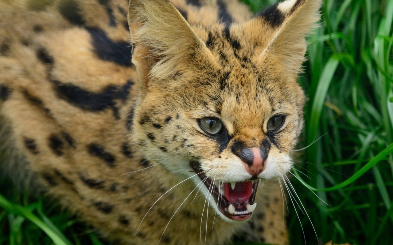 Злая дикая кошка в траве