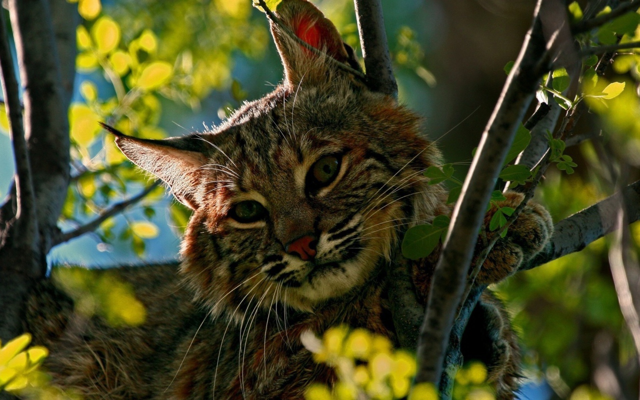 Дикий кот притаился среди зеленых веток