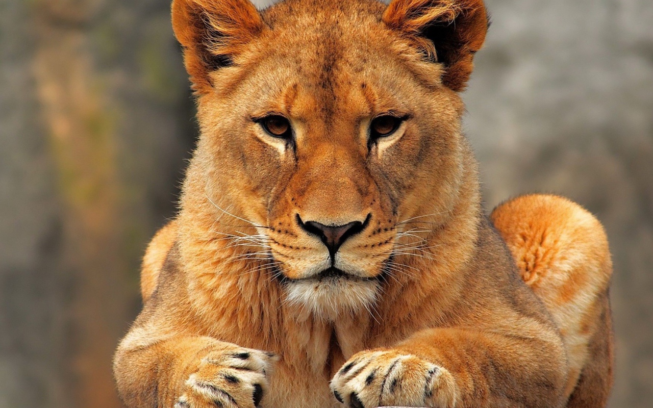 Молодой лев смотрит в камеру