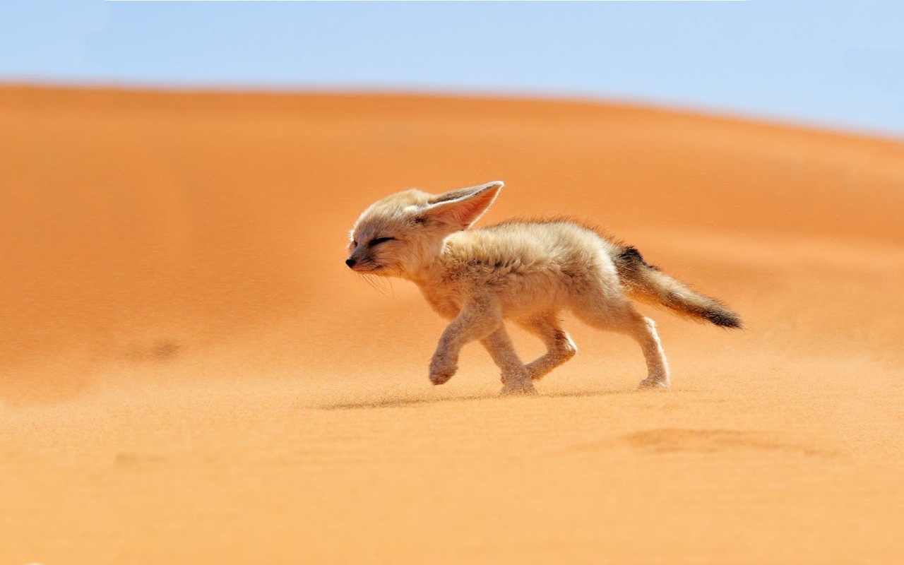 Fox running against the wind in the Sahara desert