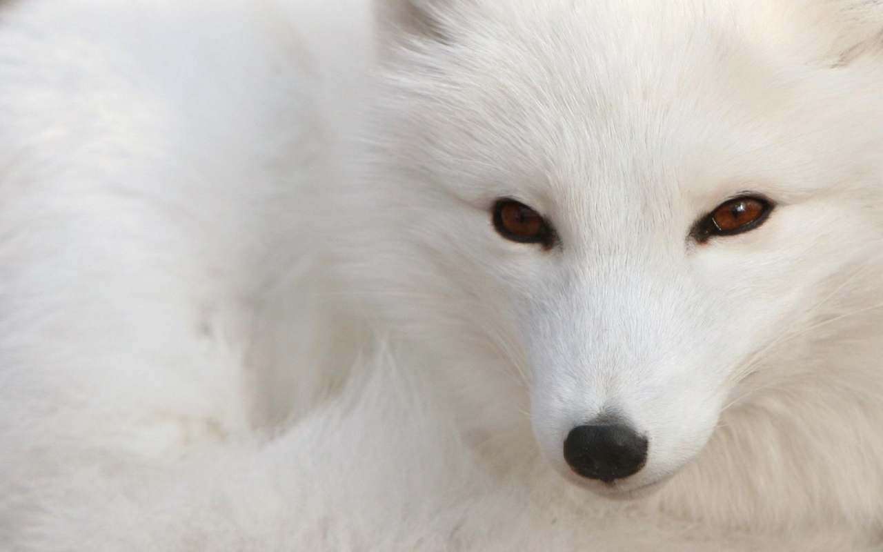 Fox with a black nose