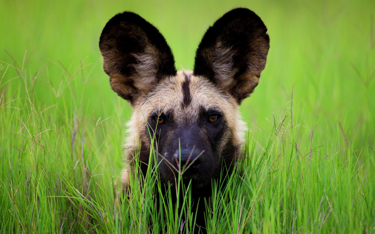 Гиена с большими ушами