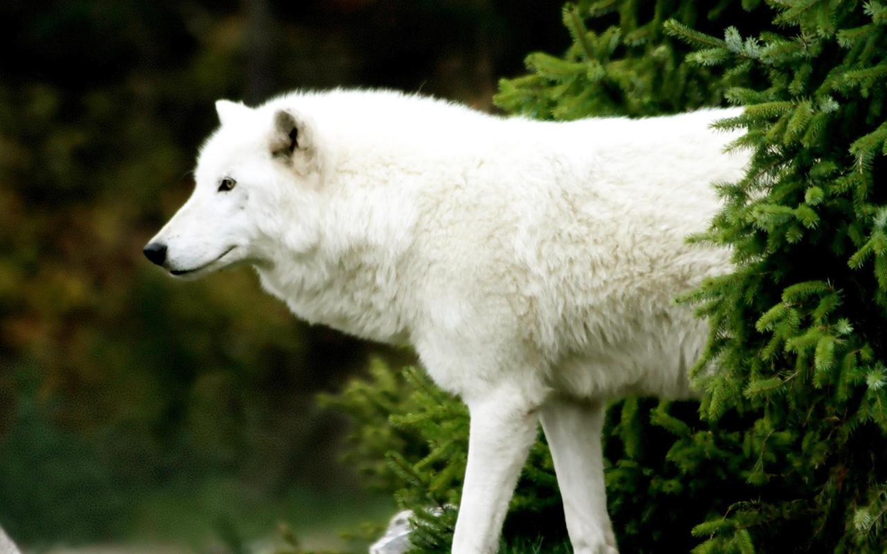 Белый волк вышел из-за ели