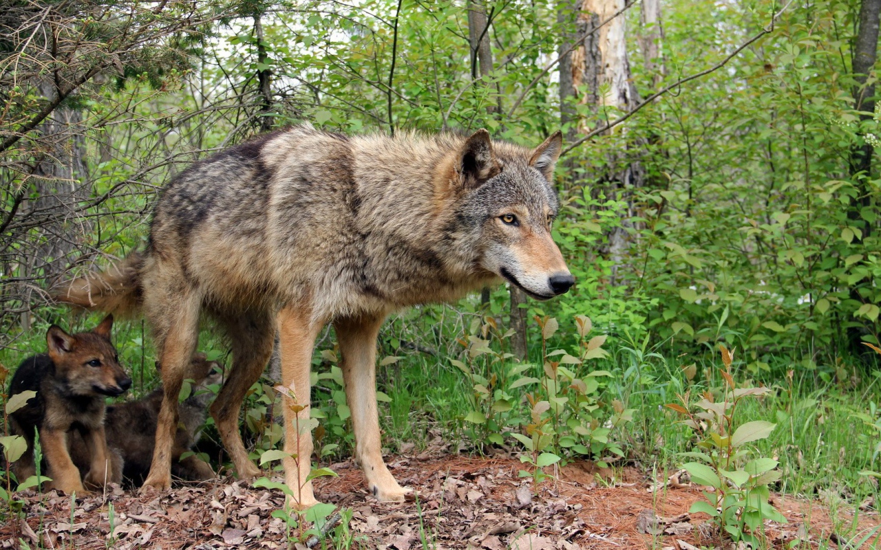 Волчица охраняет своих детей