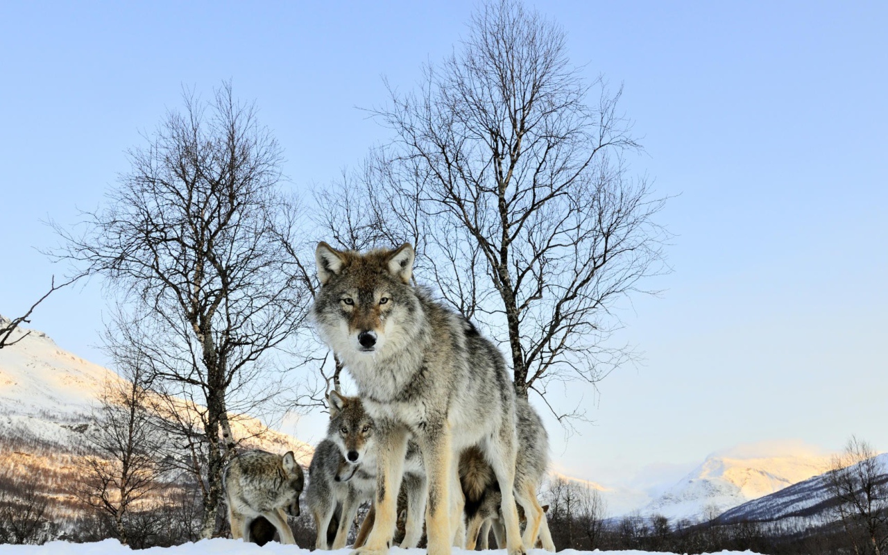 Волчица защищает своих волчат
