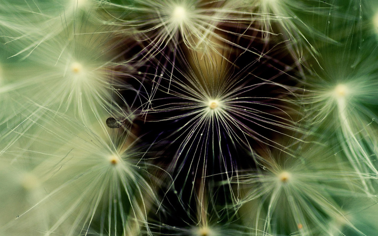 Фон из пушинок одуванчика