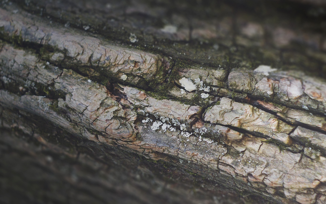Кора дерева, фон