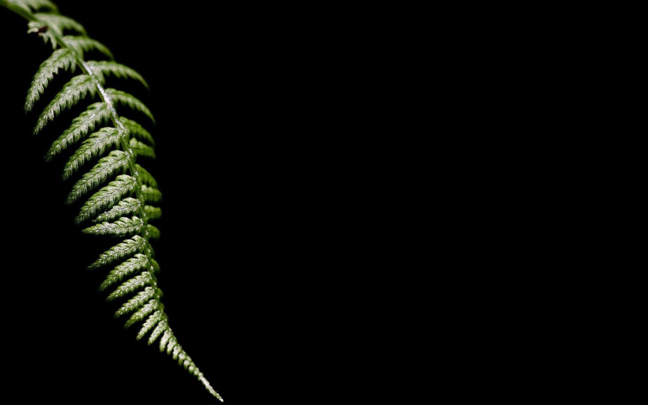 Лист папоротника, черный фон