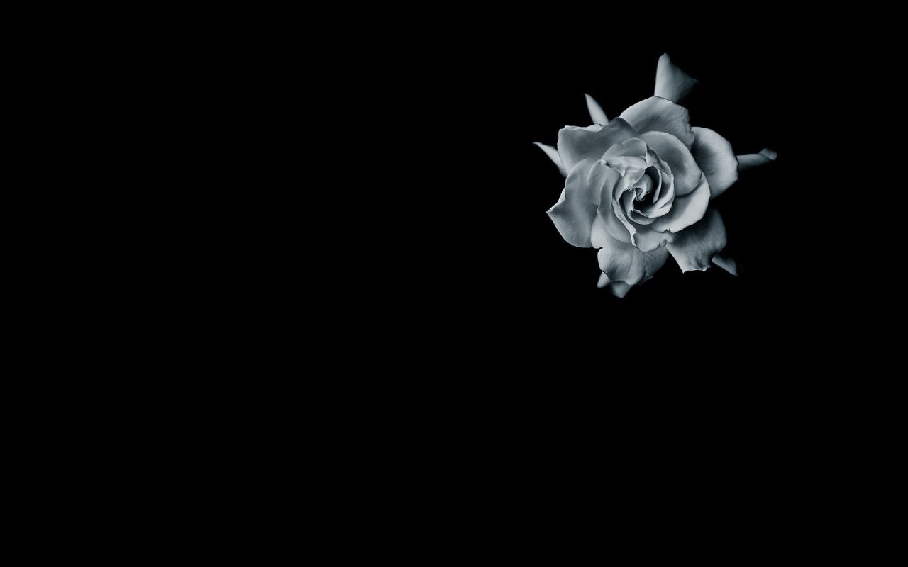Серая роза на черном фоне