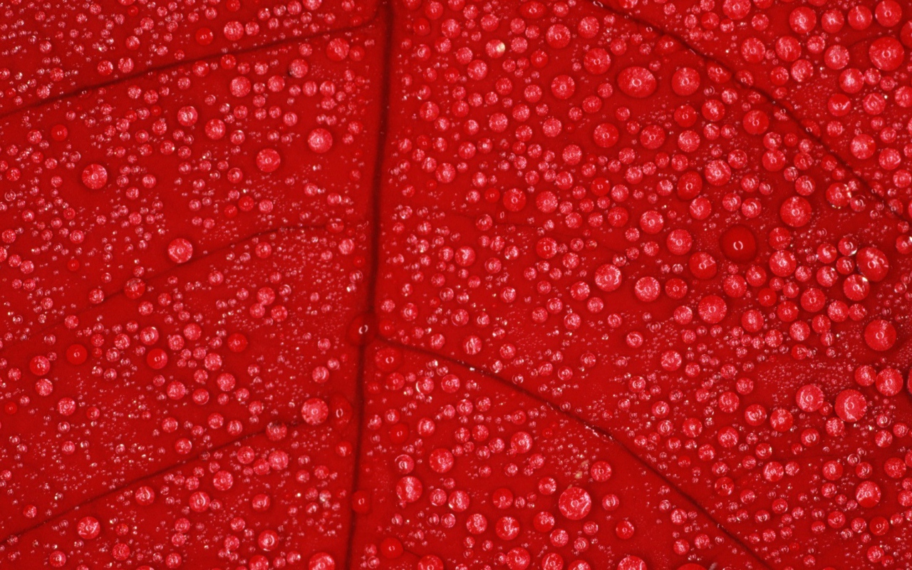 Влага на красном листе, фон