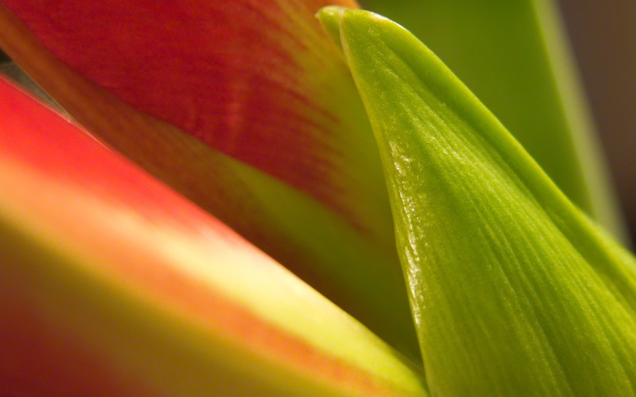 Фон из листьев