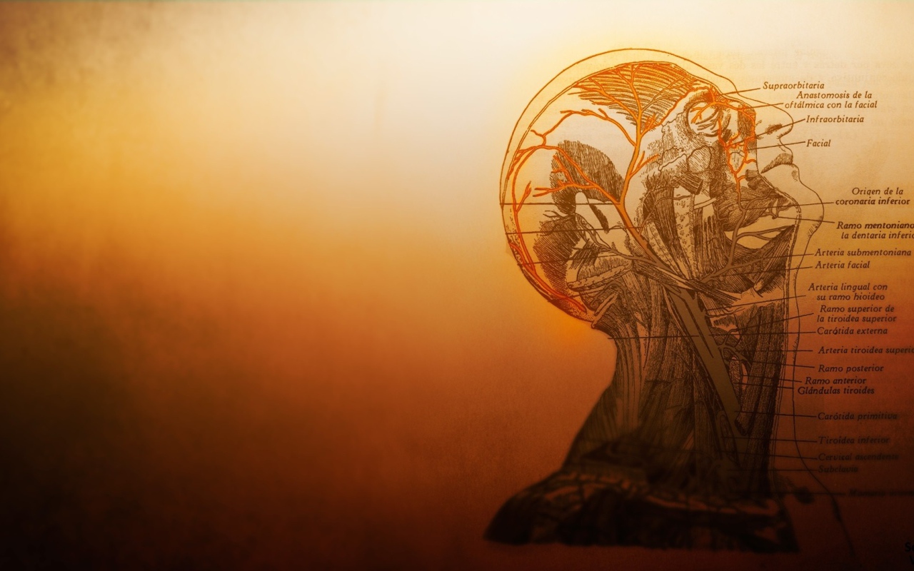 Устройство сосудов головы в человеческом теле