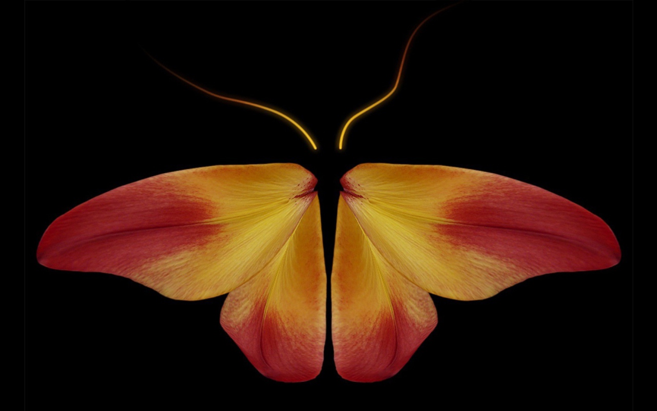 Бабочка из цветочных лепестков