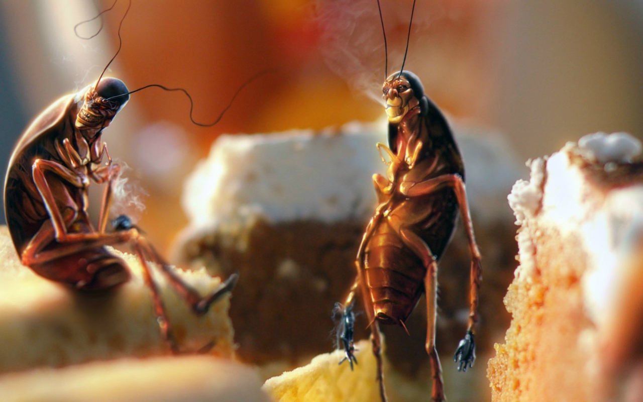 Тараканы рабы вредной привычки