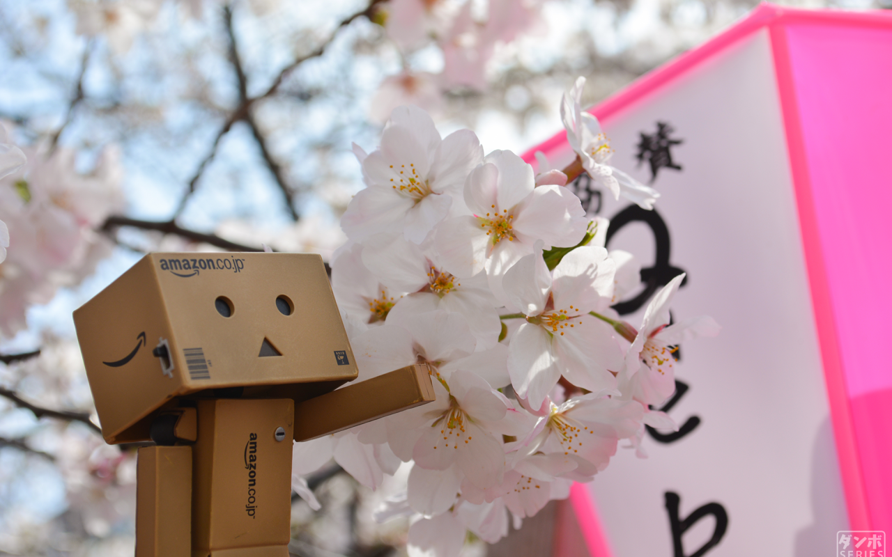 Дандо и цветущая вишня