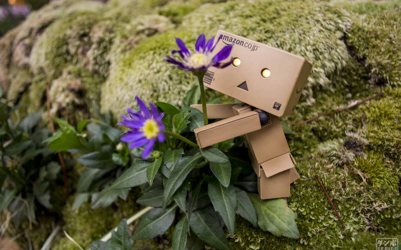 Дандо обнимает цветок