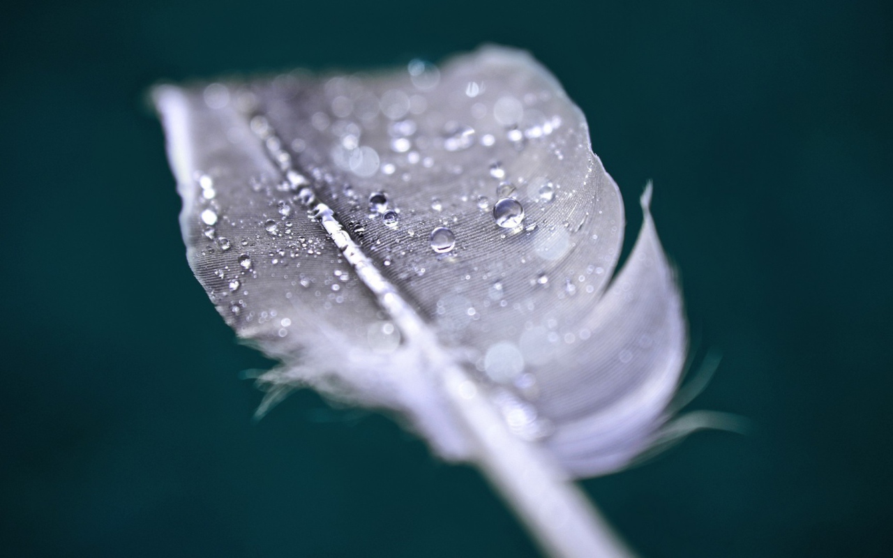 Капли воды на пере