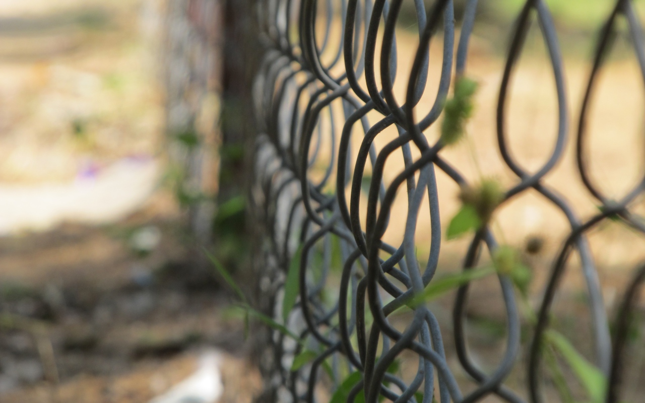 Зелень вьется по решетке