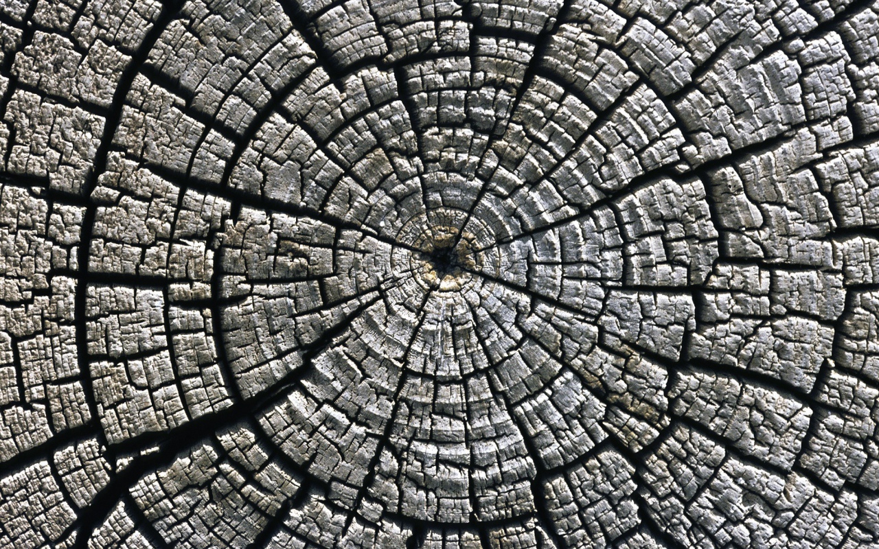 Старый спил дерева