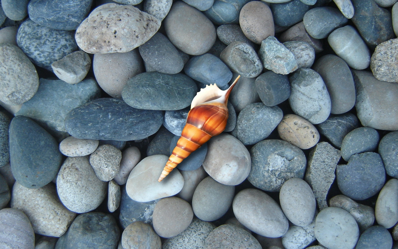 Ракушка на синих камнях