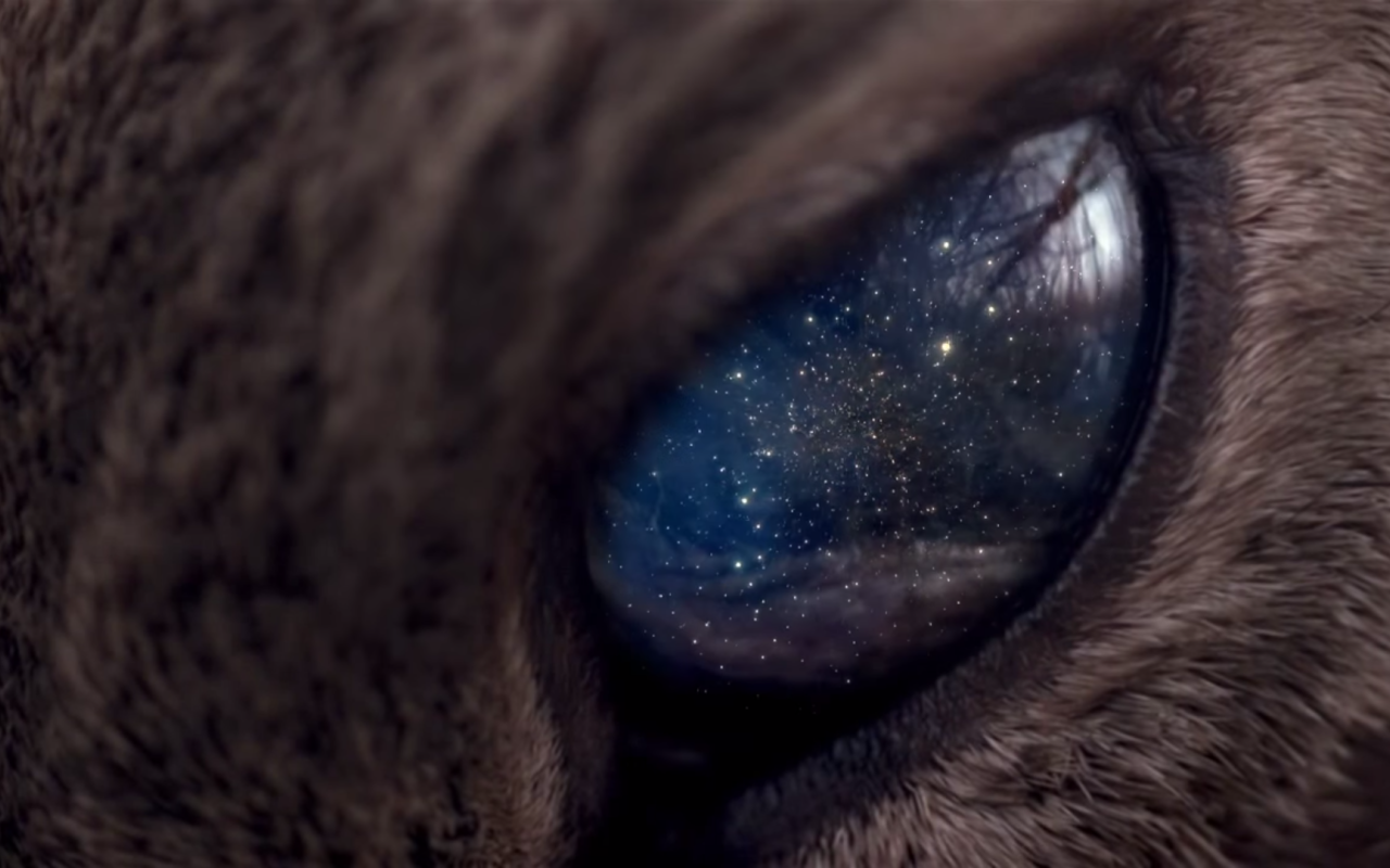 Вселенная в глазу животного