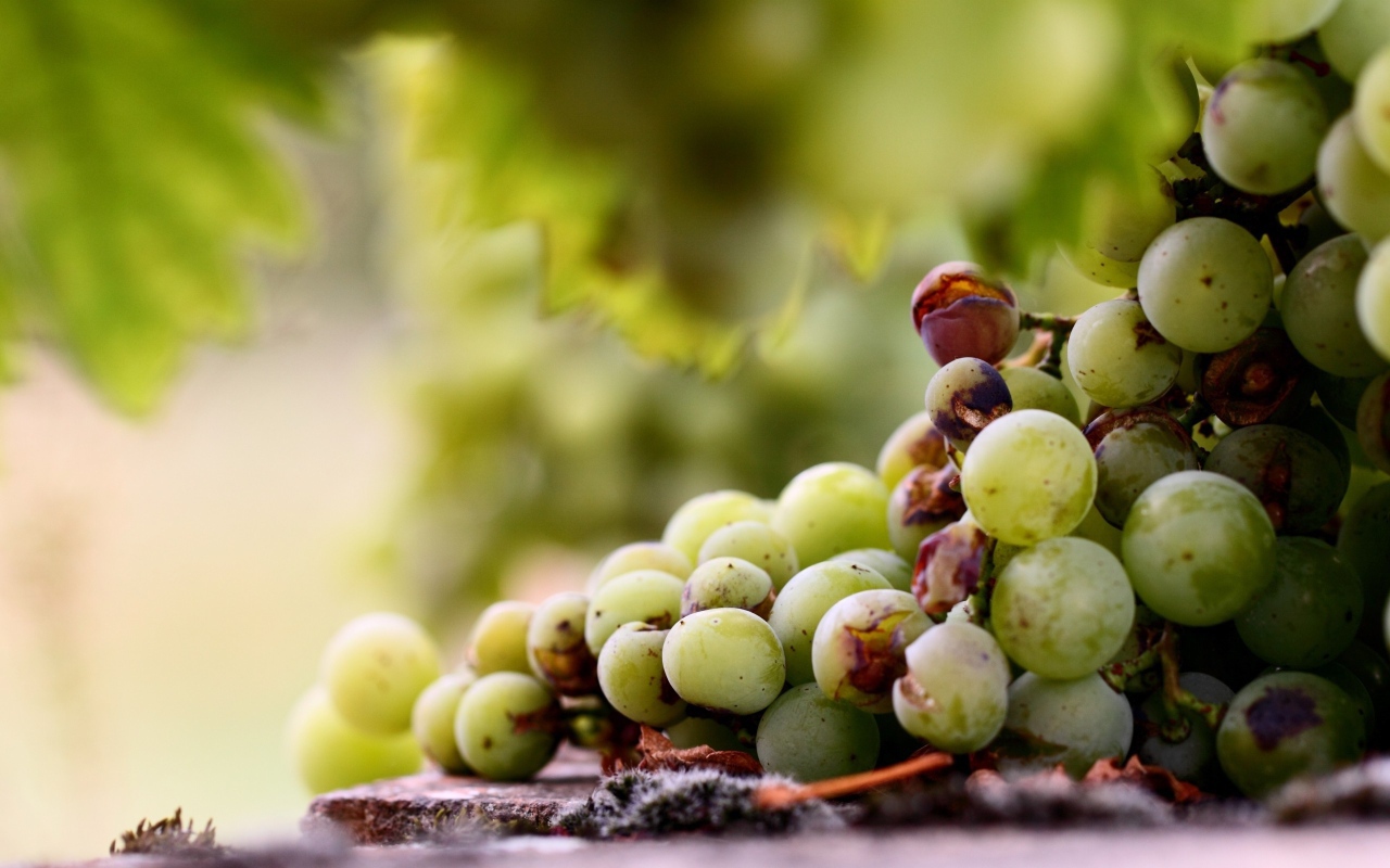 Кисть подпорченного винограда