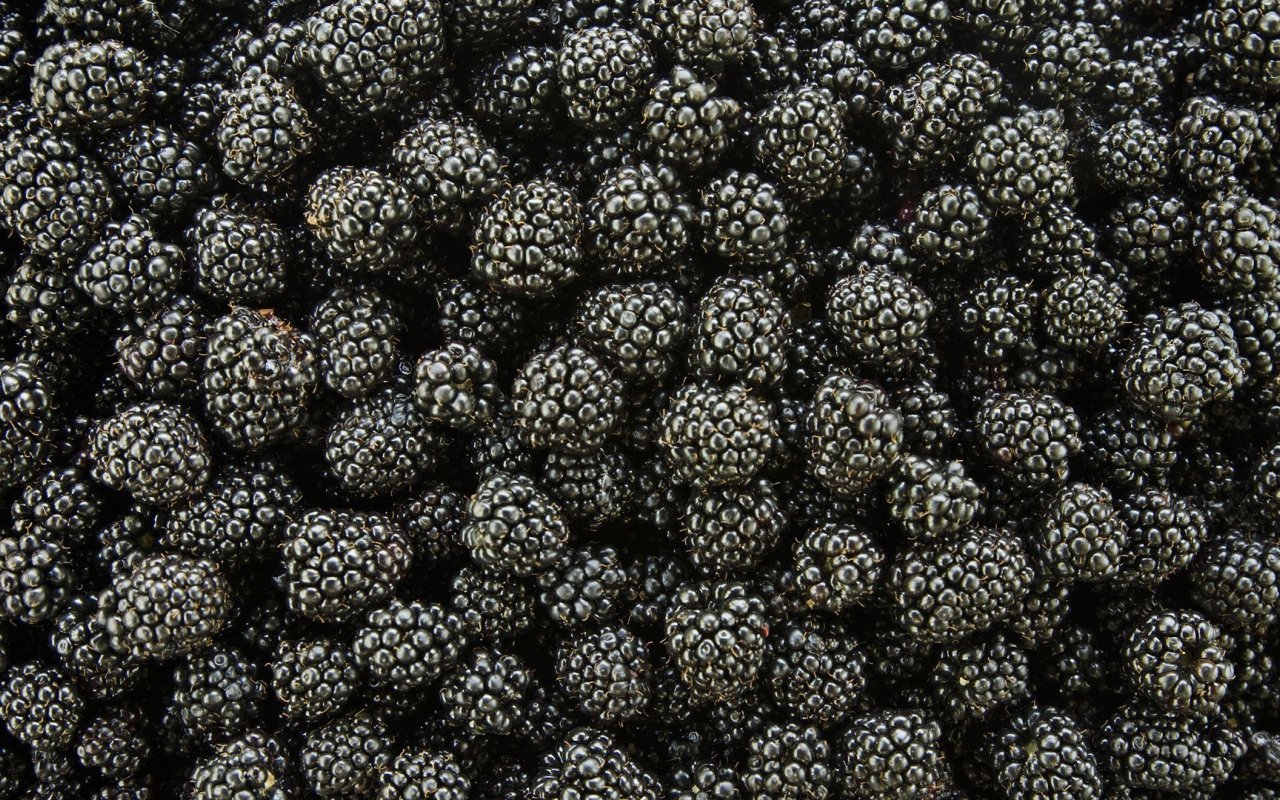 Спелые ягоды ежевики