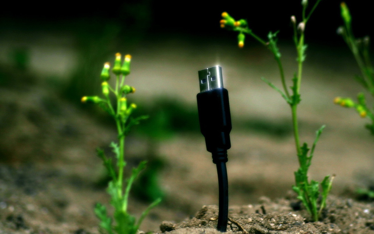 Весной прорастают штеккеры