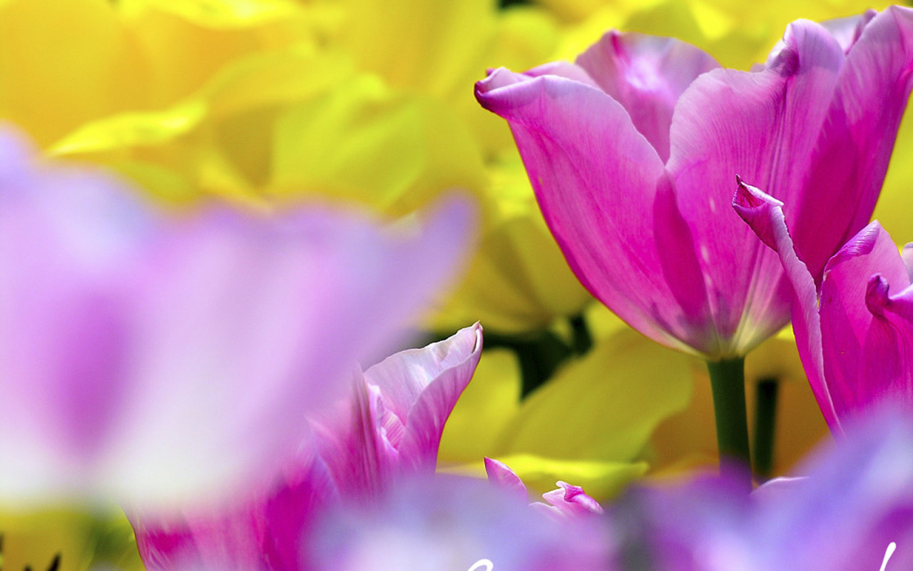 Нежный тюльпан в подарок на 8 марта